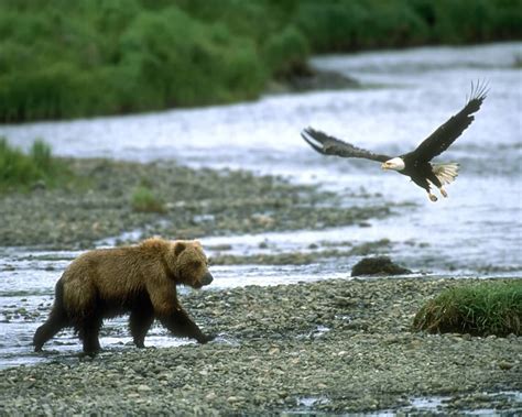 Grizzly Bear And Bald Eagle Grizzly Bear Grizzly American Black Bear