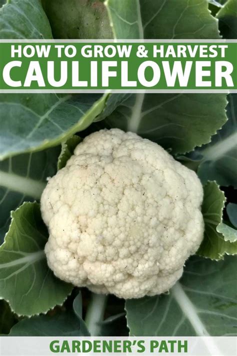 How To Plant And Grow Cauliflower Gardeners Path