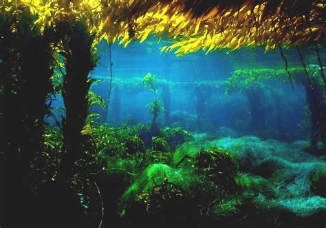 Kelp Forest Giant Kelp Forest