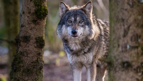 Tag Des Wolfes 2018 Im Tierpark Hellabrunn 1 Mai Mit Aktionsstand