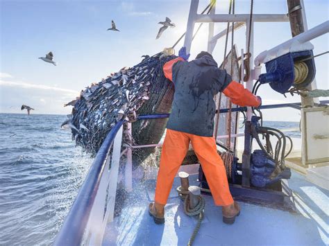 For 50 Years Deep Water Trawls Likely Caught More Fish Than Anyone