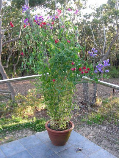 Container Grown Sweet Peas How To Grow Sweet Pea Flowers In Pots