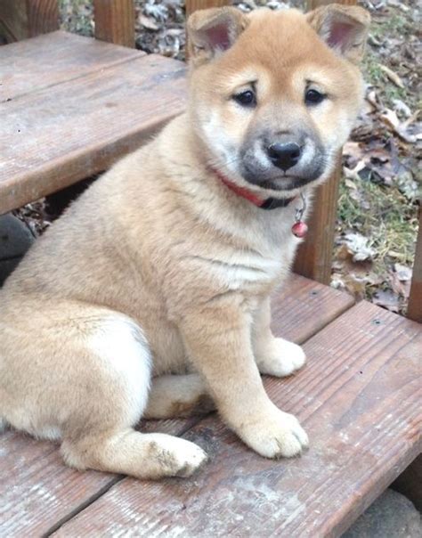 We hope these will help you understand what breeders do to preserve and protect the beloved shiba inu. Shiba Inu Puppies For Sale | Portland, OR #265645