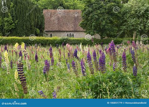 Gorgeous Summer Meadow Of Vibrant Lupin Flowers In English Countryside