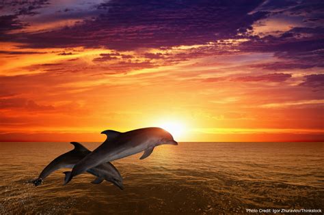 Will You See Dolphins On A Fort Myers Sunset Cruise