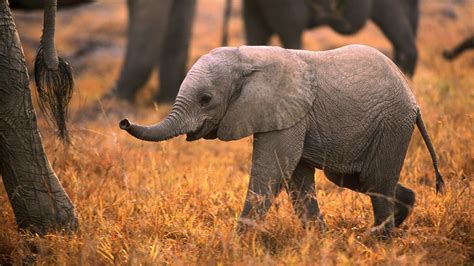 Animal Elephant Baby Hd Photo Hd Wallpapers