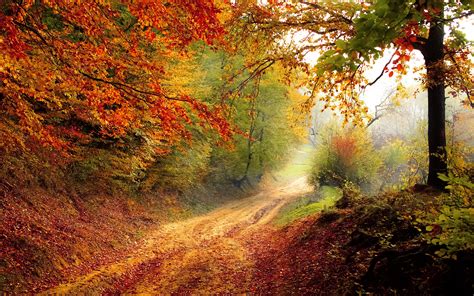 Beautiful Autumn Road Wallpapers Hd Wallpapers Id 16828