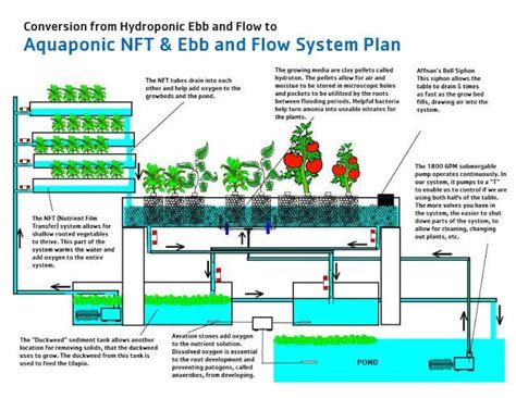 Ebb And Flow System Aquapoincgreenhouse Aquaponics System