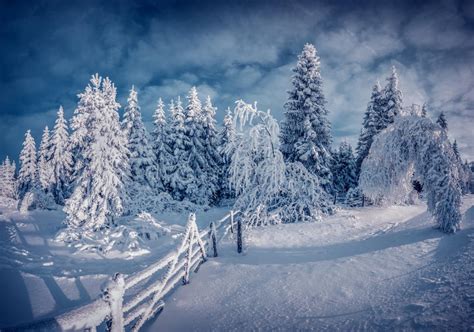 Night Winter Scene In The Mountain Forest Stock Photo