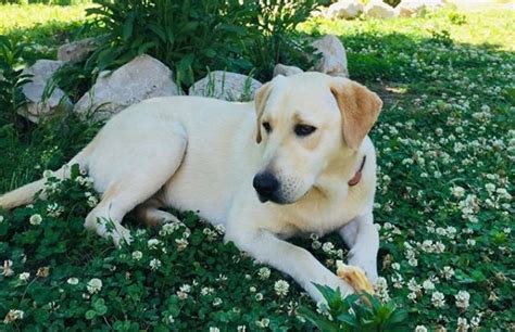 Whichever name you choose, make sure you embrace your dog's personality and choose something as beautiful as she is. 100+ Girl Dog Names That Start with C - The Paws