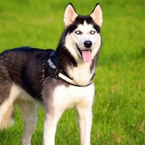 Husky akc husky puppies male and female available for adoption they come along with a year health papers and they also potty trained they are very. Husky Dog Price In India - Features & Life Expectancy