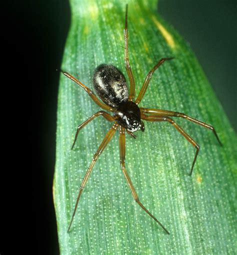 The 10 Spiders You Ll Find In The Houses And Gardens Of Britain This Autumn Country Life