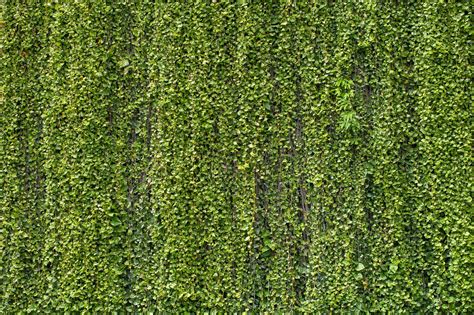 See more ideas about privacy walls, privacy wall on deck, backyard. Thick Vine Leaves Mural Wallpaper M9586 - Walls Republic US