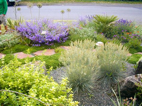 Dwarf varieties are good choices for creating green buffers along easements or property lines without obstructing views. Mediterranean Gravel Garden - Creative Landscapes, Inc.