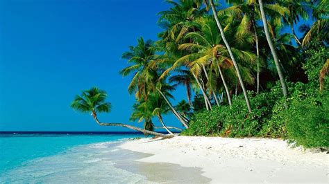 Tropical Beach With Palm Tree Wallpapers Hd Palm Tree Tropical Beach