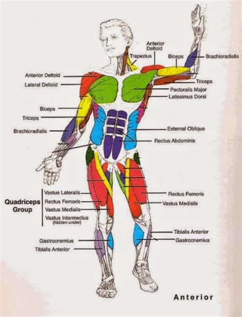 Human Muscular System Diagram