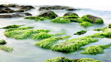 Royalty Free Photo Timelapse Photography Of Algae In The Sea Pickpik