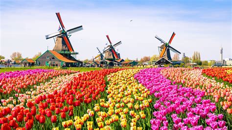 A Tulip Farm Near To Amsterdam Backiee