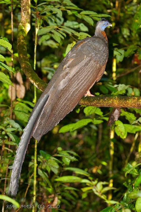 The Fifty Best Birds In Asia Birdingblogscom