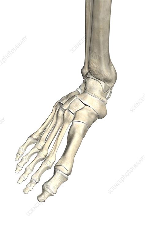 The bones of the foot - Stock Image - C008/1968 - Science Photo Library