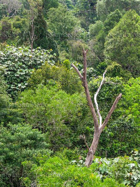 Image Rain Forest Central Catchment Nature Reserve Singapore 411261