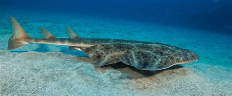5 Aquatic Animals To Discover In Tenerife Diving Atlantis