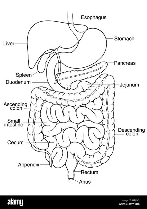 Sint Tico Sistema Digestivo Dibujo Blanco Y Negro Regalosconfoto Mx