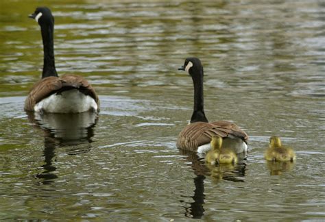 Woods Walks And Wildlife Baby Geese Are Seriously Adorable