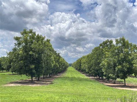 Pecan Tree Farm In Rural Georgia During The Summer Stock Image Image