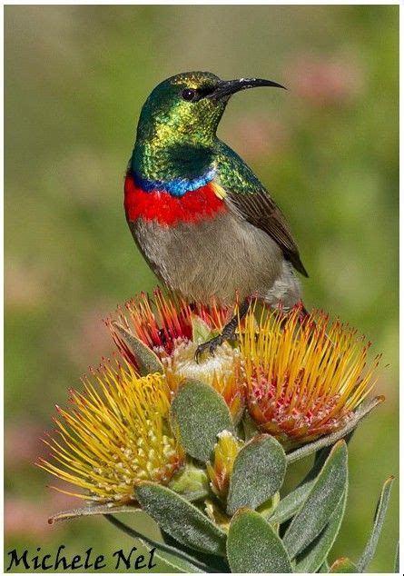 Sun loving flowers south africa. Vintage Collie USA Slouchy Tee in 2021 | Beautiful birds ...