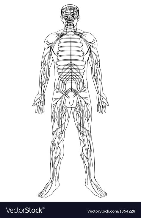 Nervous System Drawing