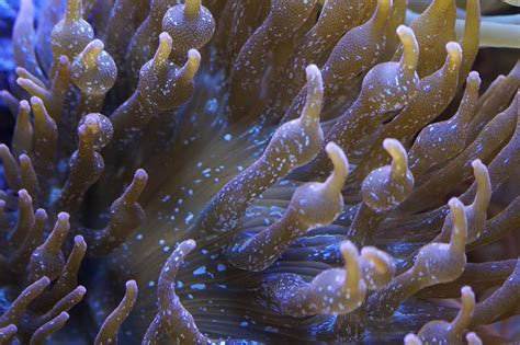 Anemone Coral Sea Free Photo On Pixabay Pixabay