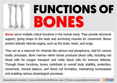 Functions Of Bones