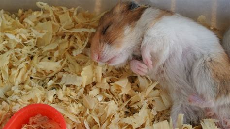 Do Hamsters Hibernate 5 Things To Know Before You Buy A Hamster