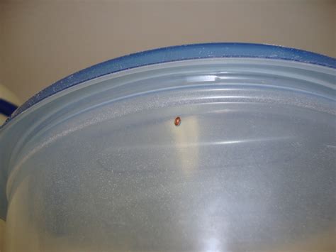 Always try to clean bugs off of your vehicle as quickly as possible before they dry. Home Remedies and Recipes: How to get rid of Pantry pests ...