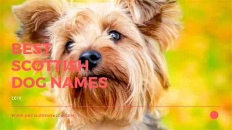 450 Scottish Dog Names Awesome Name Ideas For Your Dog