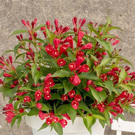 Red robin in a bush shape. Buy weigela or weigelia Weigela All Summer Red ('Slingco1 ...