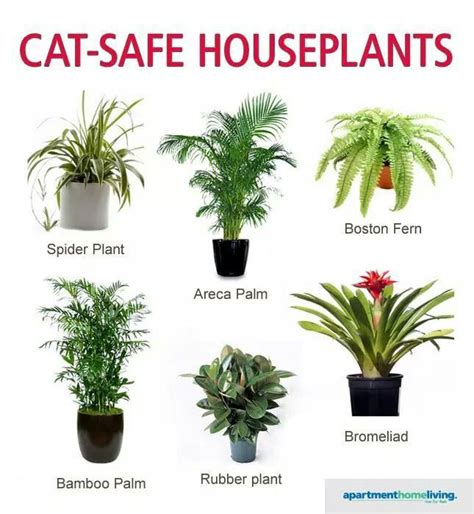 Safe For Your Cats Cat Safe House Plants Safe House Plants Cat Safe