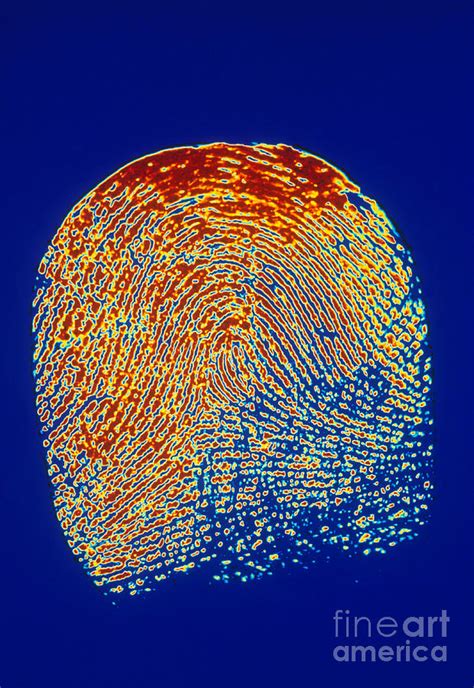 Human Fingerprint Photograph By Scott Camazine