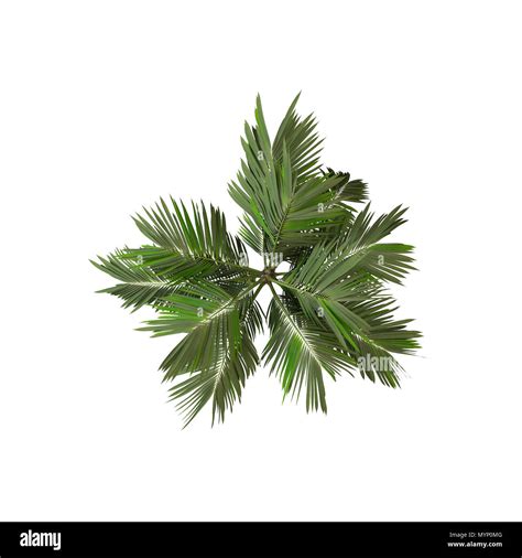 Coconut Palm Tree Overhead View Isolated On White 3d Rendering Stock