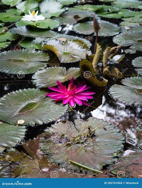 Vibrant Pink Waterlily Floating Atop A Pool Of Still Water Surrounded