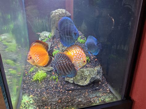 Discus For Sale Entire Planted Tank Livestock Austin Reef Club