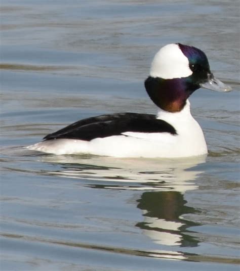 Black And White Duck