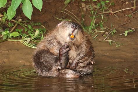 the river otter beaver trial devon wildlife trust