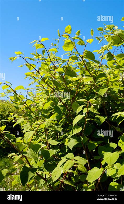 Japanese Knotweed Hi Res Stock Photography And Images Alamy