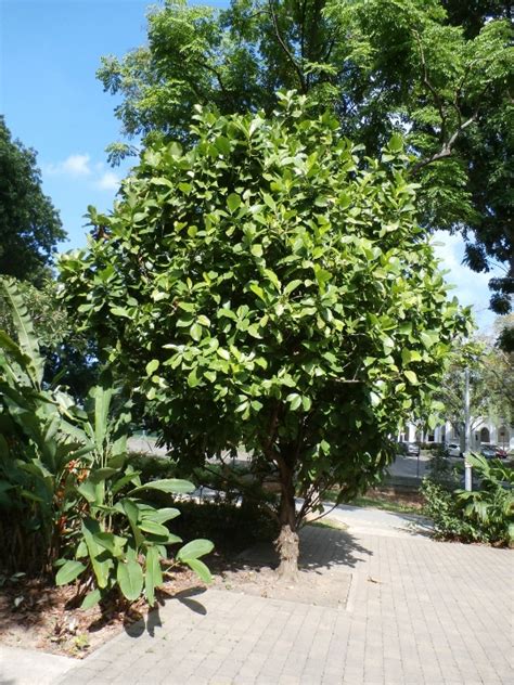 Today, learn the easy to grow fruits in the philippines. 9 Philippine Native Trees Better Than Cherry Blossoms