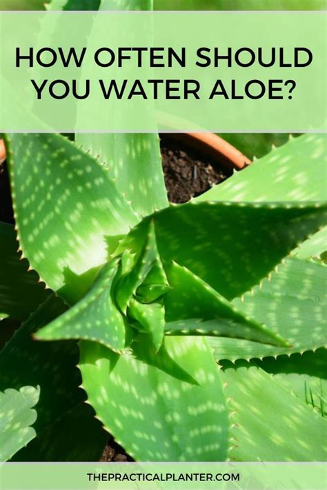 How often this will be depends on the climate, season and other factors, but, on average, it is every seven to ten days in most cases when the plant is growing and every ten to fourteen days when it is dormant. How Often Should You Water Aloe? (Plus Signs of ...
