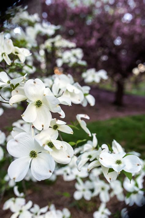 White Flowering Shrubs 20 Of The Best Varieties For Your Garden Gardening From House To Home