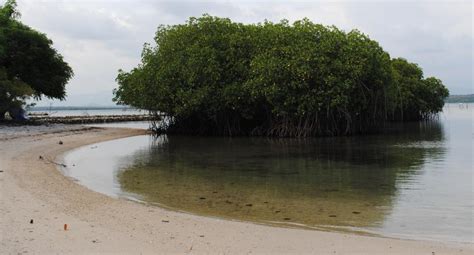 Akbarpost/bosan bermain di mall, coba deh destinasi alam yang satu ini. Pantai Puntondo Pusat Pendidikan Lingkungan Hidup di ...