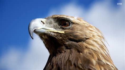 Animal prints offer a diverse range of looks and tones. Golden Eagle - Animals Wallpaper (38721470) - Fanpop
